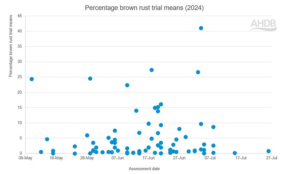 Chart showing winter wheat brown rust levels in 2024